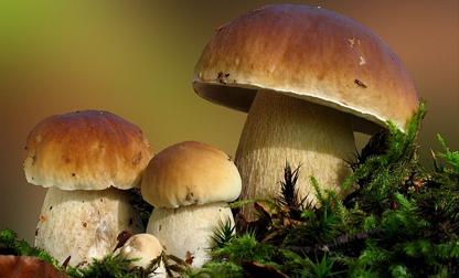 La Viña de Navalmoral | Senderismo y Rutas